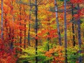 Otoño brillante follaje de otoño en New Hampshire